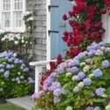 Drought tolerant hydrangea, hydrangea paniculata, oakleaf hydrangea, hydrangea quercifolia