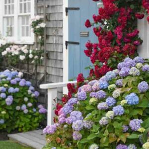 Drought tolerant hydrangea, hydrangea paniculata, oakleaf hydrangea, hydrangea quercifolia