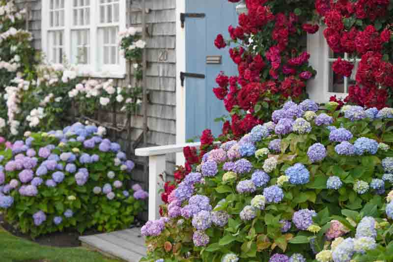 Drought tolerant hydrangea, hydrangea paniculata, oakleaf hydrangea, hydrangea quercifolia