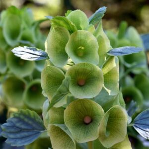 Bells of Ireland, Moluccella laevis, Irish Bell Fflower, Irish Bells, Green Flowers