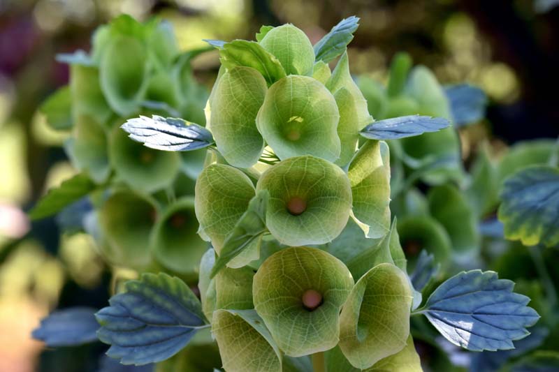 Bells of Ireland, Moluccella laevis, Irish Bell Fflower, Irish Bells, Green Flowers