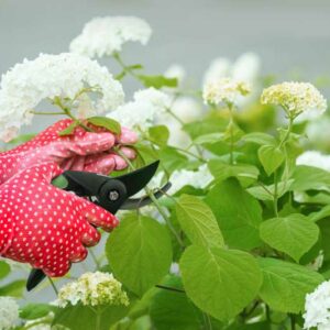 How to Propagate Hydrangea, Propagating Hydrangea, Hydrandea, Hydrangeas