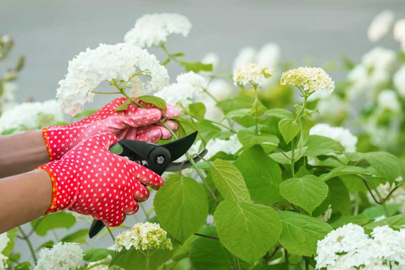 How to Propagate Hydrangea, Propagating Hydrangea, Hydrandea, Hydrangeas