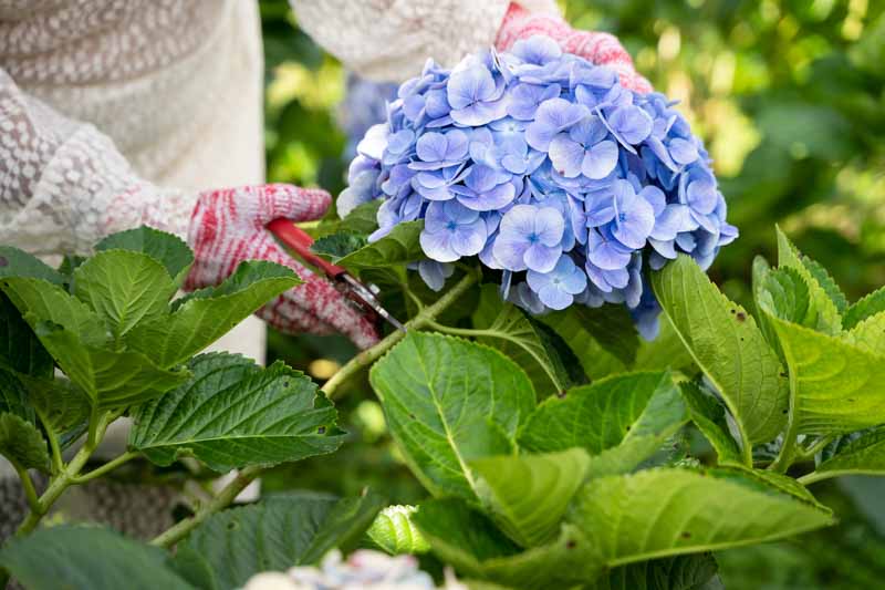 Deadhead Hydrangea, Deadheading, Hydrangea, Hydrangea Flowers