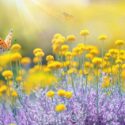 Yellow Flowers, Crocus, dahlia, marigold, iris, daffodil, tulip