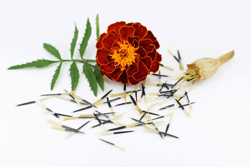 Marigold Flower, Marigold Seeds, Harvesting Marigold