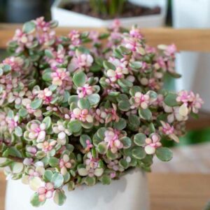 Portulacaria afra Variegata, Variegated Elephant Food, Elephant Bush, Dwarf Jade, Miniature Jade, Variegated Succulent
