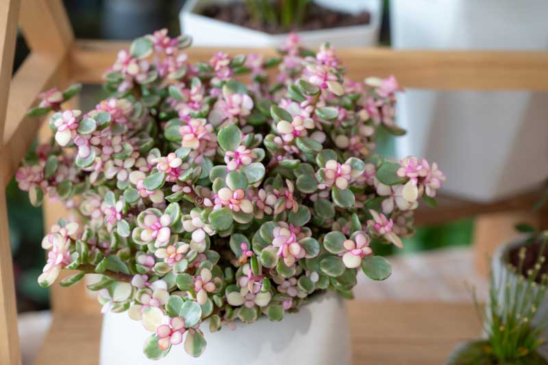 Portulacaria afra Variegata, Variegated Elephant Food, Elephant Bush, Dwarf Jade, Miniature Jade, Variegated Succulent