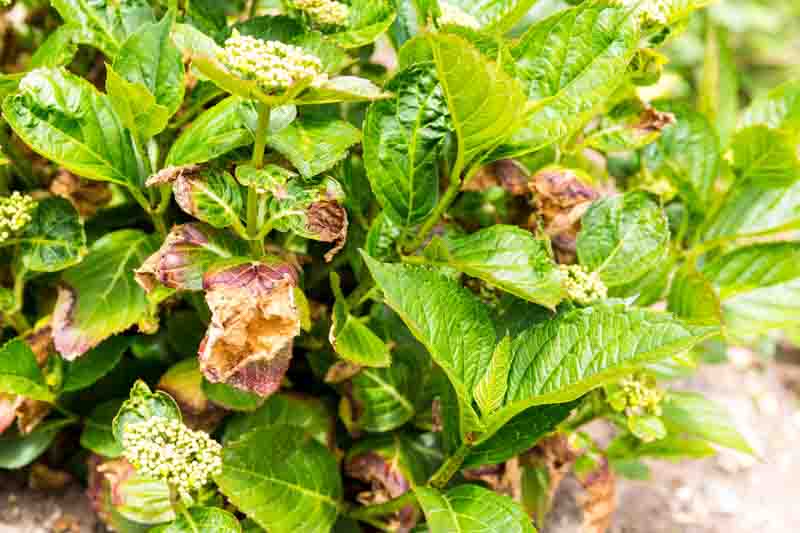 Hydrangea pests, Hydrangea Diseases, Hydrangea Care, Hydrangea, Hydrangeas
