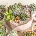 Indoor Succulents, Succulent Plants, Succulent, Types of Succulents, Succulent Garden, Succulent plant