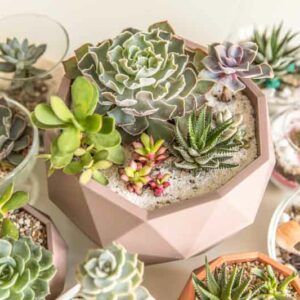 Indoor Succulents, Succulent Plants, Succulent, Types of Succulents, Succulent Garden, Succulent plant