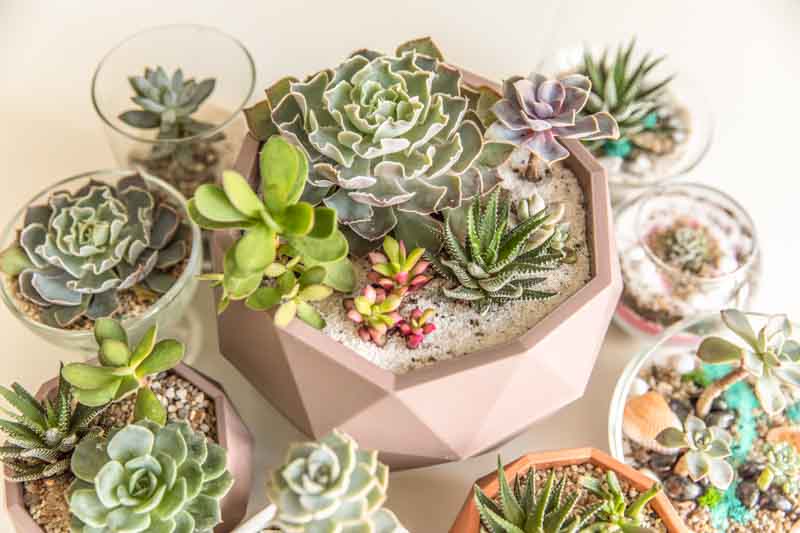 Indoor Succulents, Succulent Plants, Succulent, Types of Succulents, Succulent Garden, Succulent plant