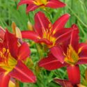 Red Flowers, Red Flower, Red Daylily, Stafford daylily, Hemerocallis Stafford
