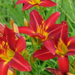 Red Flowers, Red Flower, Red Daylily, Stafford daylily, Hemerocallis Stafford