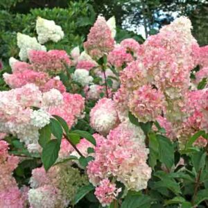 Strawberry Vanilla Hydrangea, Vanilla Strawberry Hydrangea, Vanille Fraise Hydrangea, Renhy Hydrangea