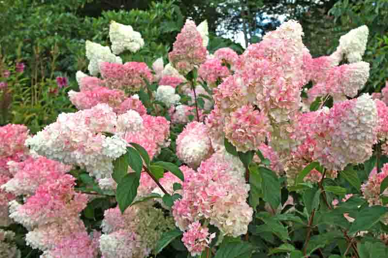 Strawberry Vanilla Hydrangea, Vanilla Strawberry Hydrangea, Vanille Fraise Hydrangea, Renhy Hydrangea