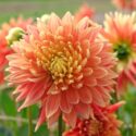 Orange Flowers, Orange Flower, Dahlia Flower, Dahlia Flowers