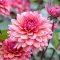 Dahlia Flowers, Dahlia Flower, Pink Dahlia, Dahlia Molly Raven