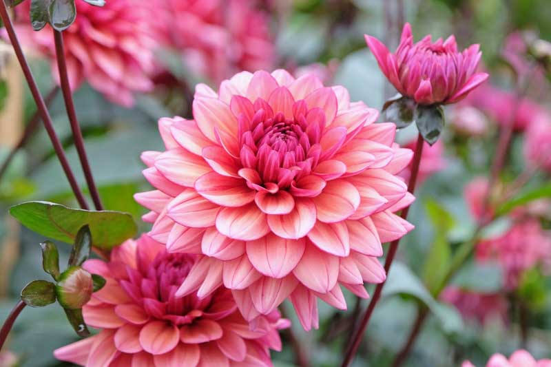 Dahlia Flowers, Dahlia Flower, Pink Dahlia, Dahlia Molly Raven
