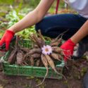 Dahlia Tuber, Planting Dahlia Tuber, Storing Dahlia Tuber, Dahlia Flower