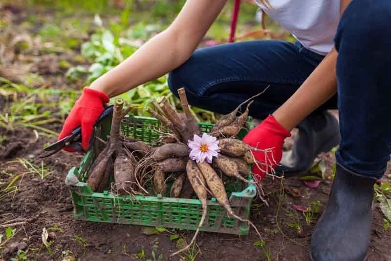 Dahlia Tuber, Planting Dahlia Tuber, Storing Dahlia Tuber, Dahlia Flower