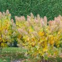 Yellow Leaves on Hydrangea, Hydrangea yellow leaves, Yellowing Leaves