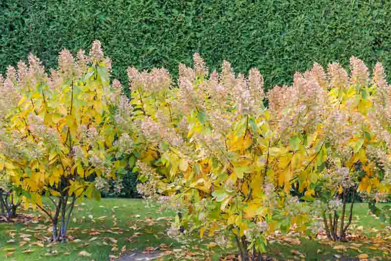 Yellow Leaves on Hydrangea, Hydrangea yellow leaves, Yellowing Leaves
