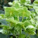 Green Hellebore, Green Hellorus, Green flowers, Corsican Hellebore