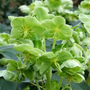 Green Hellebore, Green Hellorus, Green flowers, Corsican Hellebore