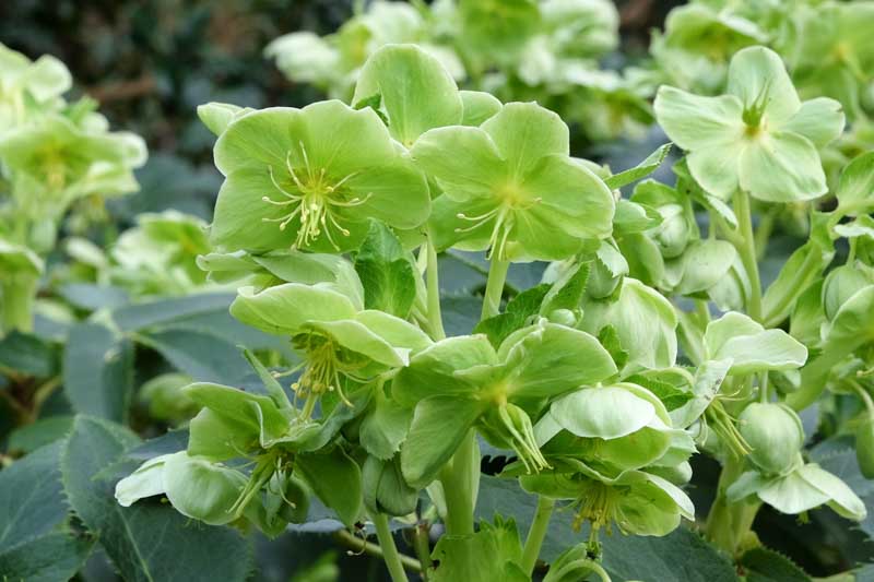 Green Hellebore, Green Hellorus, Green flowers, Corsican Hellebore