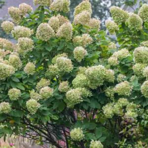 Limelight Hydrangea, Panicle Hydrangea, Hydrangra Paniculata, Hydrangea, Hydrangea flowers, White Hydrangea