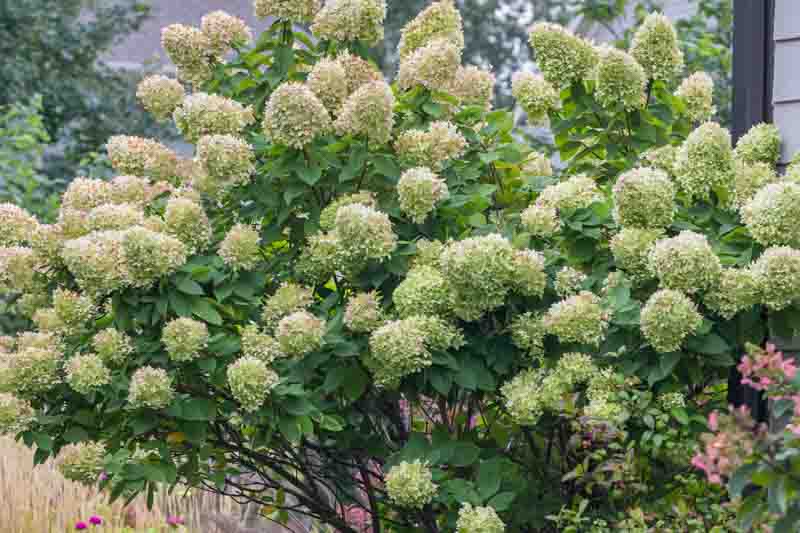 Limelight Hydrangea, Panicle Hydrangea, Hydrangra Paniculata, Hydrangea, Hydrangea flowers, White Hydrangea