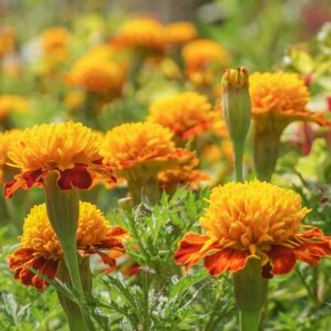 Marigold Flowers, Marigold, Marigolds Flowers, Types of Marigolds, Annuals, Summer Annuals, Yellow Flowers