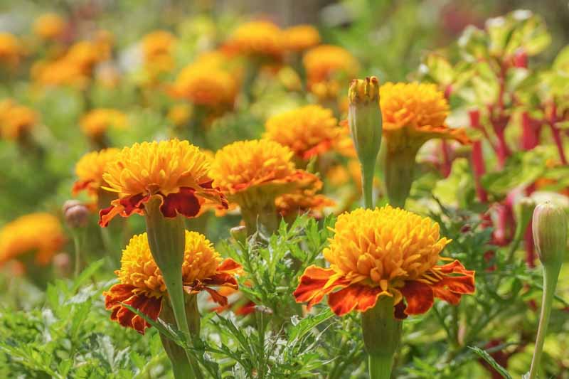Marigold Flowers, Marigold, Marigolds Flowers, Types of Marigolds, Annuals, Summer Annuals, Yellow Flowers