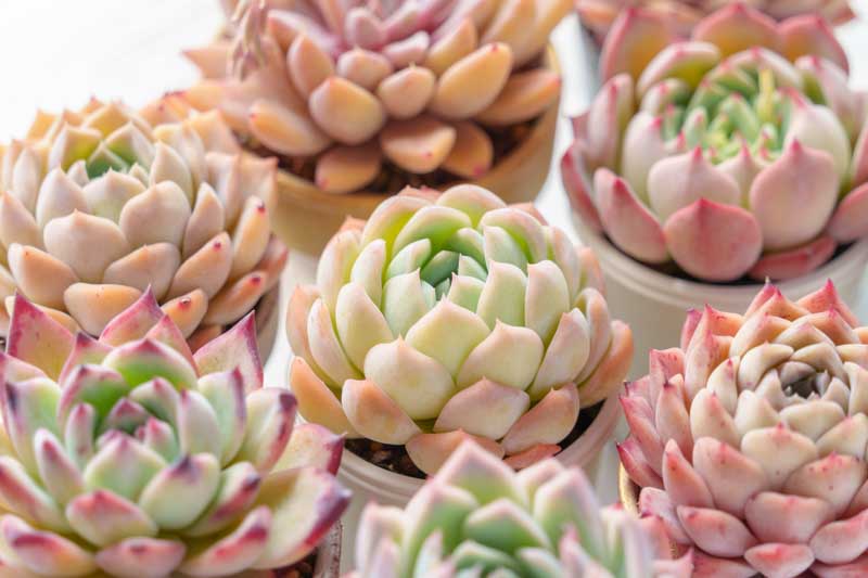 Succulent Care, Succulents Care, How to Care for Succulents
