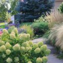 Limelight Hydrangea, Panicle Hydrangea, Hydrangra Paniculata, Hydrangea, Hydrangea flowers, White Hydrangea