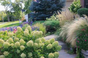 Limelight Hydrangea, Panicle Hydrangea, Hydrangra Paniculata, Hydrangea, Hydrangea flowers, White Hydrangea