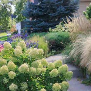 Limelight Hydrangea, Panicle Hydrangea, Hydrangra Paniculata, Hydrangea, Hydrangea flowers, White Hydrangea