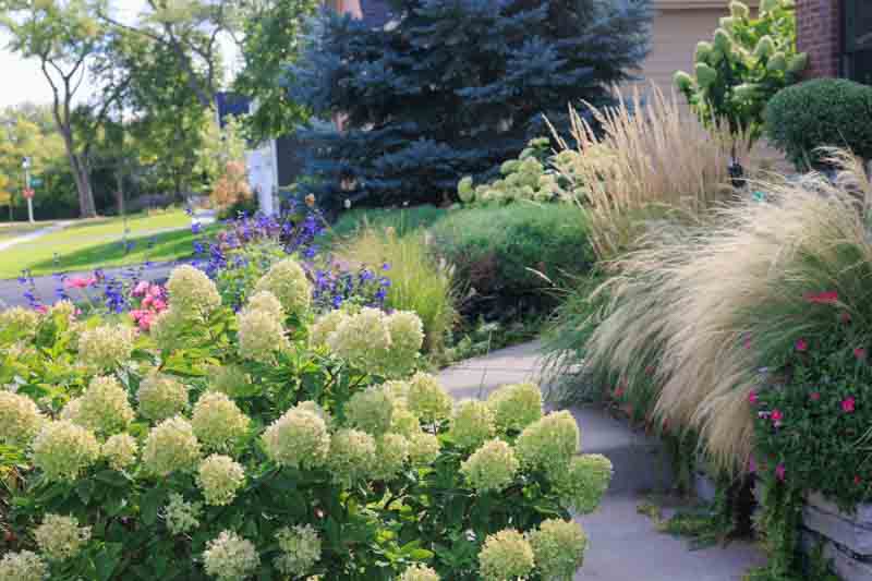 Limelight Hydrangea, Panicle Hydrangea, Hydrangra Paniculata, Hydrangea, Hydrangea flowers, White Hydrangea