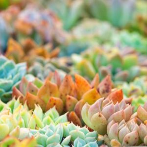Succulents, Succulent Plants, Succulent, Types of Succulents, Succulent Garden, Succulent plant