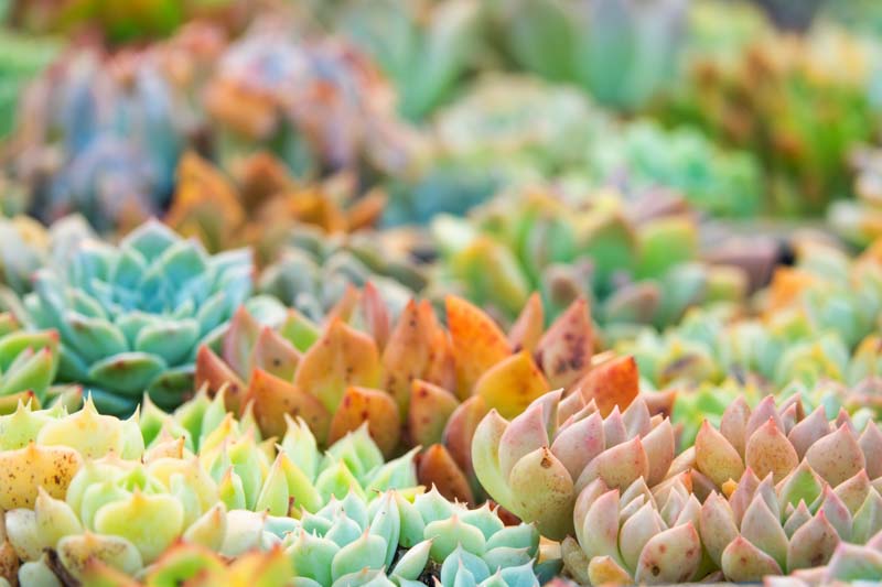 Succulents, Succulent Plants, Succulent, Types of Succulents, Succulent Garden, Succulent plant