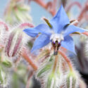 Borage, Borago officinalis, Annual Flower, Vegetable Garden