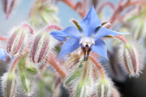 Borage, Borago officinalis, Annual Flower, Vegetable Garden