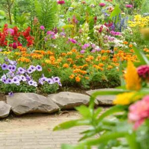 Marigolds, Marigold, Marigold Flowers, Annuals, Summer Annuals, Yellow Flowers