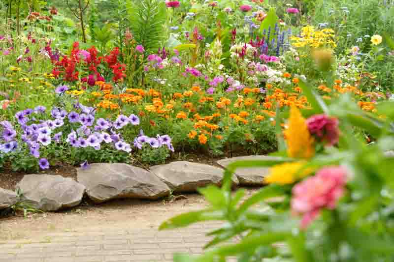 Marigolds, Marigold, Marigold Flowers, Annuals, Summer Annuals, Yellow Flowers