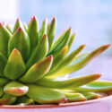 Succulent Plants, Do Succulents need Sun, Succulents, Succulent Plant