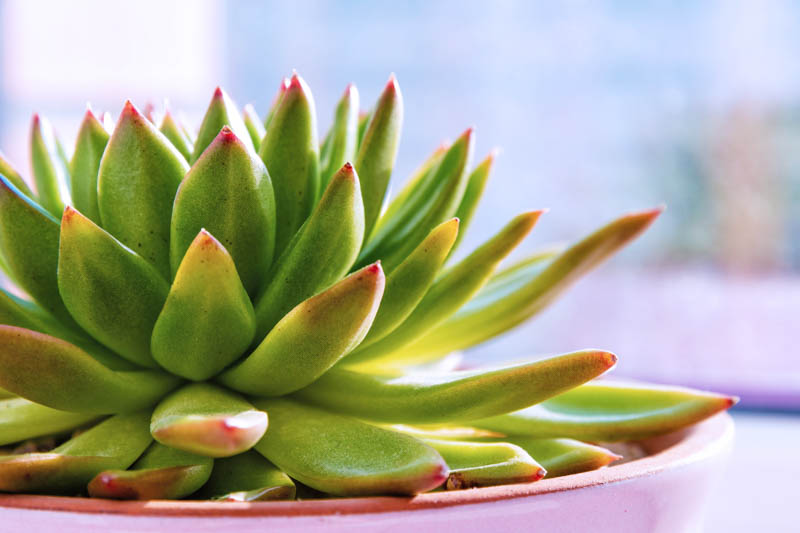 Succulent Plants, Do Succulents need Sun, Succulents, Succulent Plant