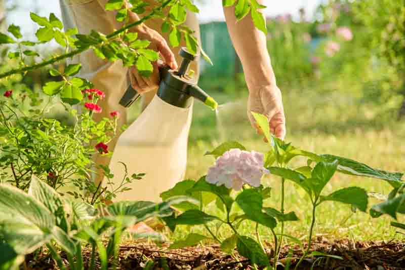 Hydrangea Fertilizer, Hydrangea Care, Hydrangea Fertilization, When to Fertilize Hydrangeas, How to Fertilize Hydrangeas,