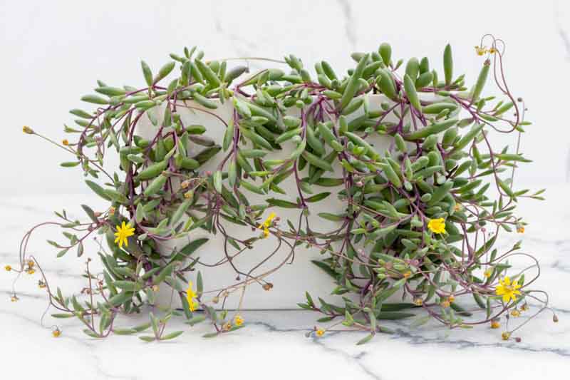 Ruby Necklace, Othonna capensis, Hanging Succulents, Succulent Plants, Succulent groundcover