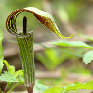 Arisaema triphyllum, Jack in the Pulpit, Bloody Arum, Bog Onion, Brown Dragon, Indian Turnip, American Wake Robin, Wild Turnip, Starchwort, Preacher in a Pulpit, Shade perennial, Shade flowers